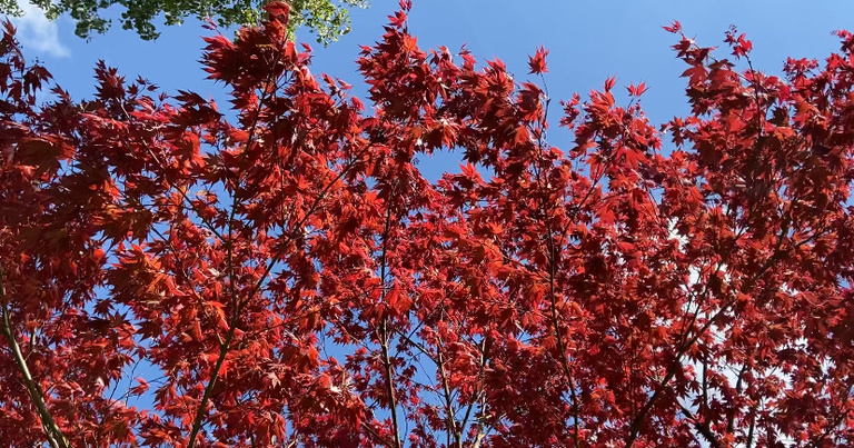 red blooms on trees with a blue sky in the background
