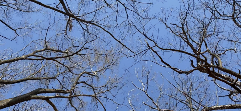Photo looking up at a blue sky through the trees