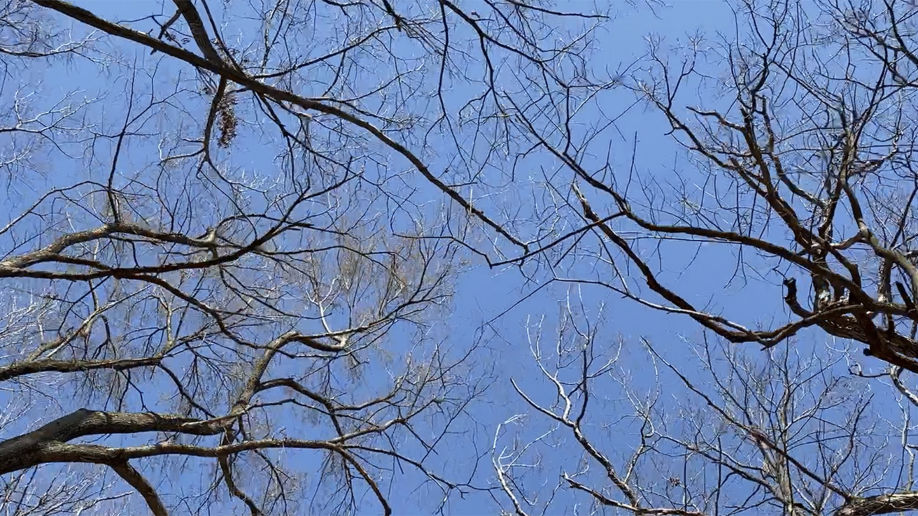 Photo looking up at a blue sky through the trees